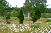 Arboretum3
