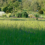Wildflower Meadow6