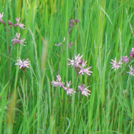 Wildflower Meadow7
