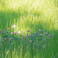 Wildflower Meadow8