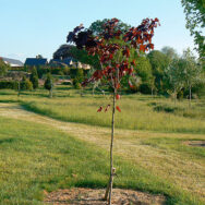 Arboretum5