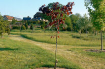 Arboretum5