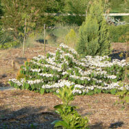Pinetum1