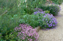 Courtyard8