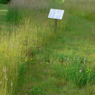 Wildflower Meadow9
