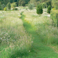 Wildflower Meadow10