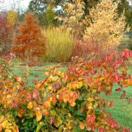 Arboretum8
