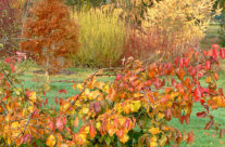 Arboretum8