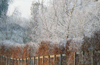 Arboretum9