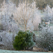 Arboretum10
