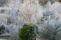 Arboretum10