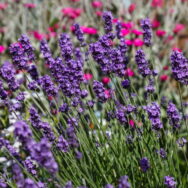 courtyard lavender and lychnis