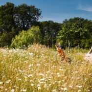 wildflower