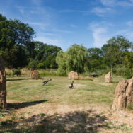 stone circle with hares