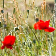 wildflowers