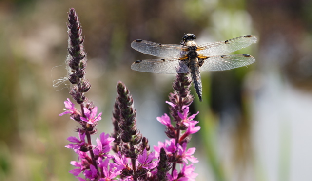 purple loosetrife, dragonfly