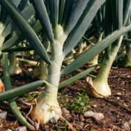 rows of onions