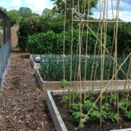 raised beds in veg patch