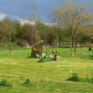 stone circle spring, with daffodils