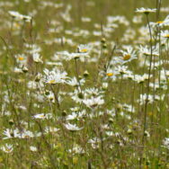wildflowers