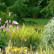 iris, bistort, larch
