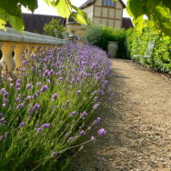lavender walk