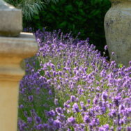 terraced lawn